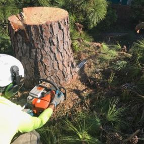 New Orleans Tree Service | Free Estimate (504) 495-1055