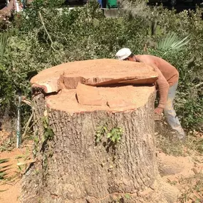 Big Stump Removal Metairie LA | Free Estimate (504) 495-1055