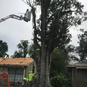 Very Big Tree Trimming Metairie LA Today | Call Now 504 495-1055