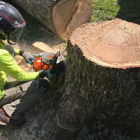 New Orleans Tree Cutting Service | Free Estimate (504) 495-1055