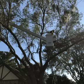 New Orleans Tree Removal | Free Estimate (504) 495-1055