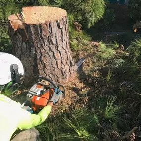 New Orleans Tree Service | Free Estimate (504) 495-1055