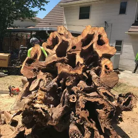 Big Stump Removal New Orleans | Free Estimate (504) 495-1055