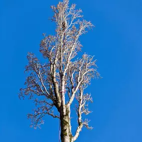 Big Tree Removal New Orleans | Free Estimate (504) 495-1055