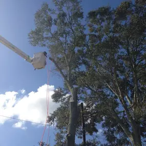 Big Tree Removal Metairie LA | Free Estimate (504) 495-1055