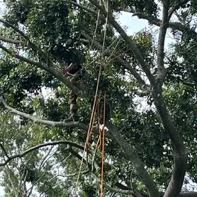 Insured Tree Service In New Orleans LA | Call 504 495-1055 Free Estimate