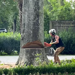 Very Big Tree Removal New Orleans LA | Call Now Free Estimate 504 495-1055