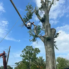 Top Rated Tree Service New Orleans Metro | Call 504 495-1055