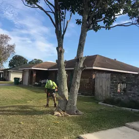 Kenner LA Tree Trimming Service | Call Now Free Estimate 504 495-1055