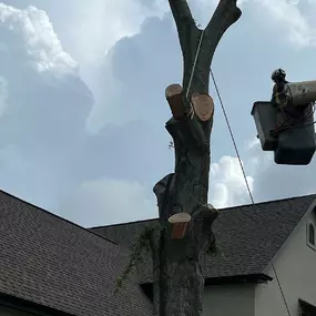 Tree Service Uptown Carrollton New Orleans | Call Now 504 495-1055