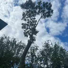 Top Rated Pro Tree Trimming Service Bucktown Metairie LA | Call Now Free Estimate 504 495-1055