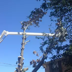 High Tree Trimming Service New Orleans | Free Estimate (504) 495-1055