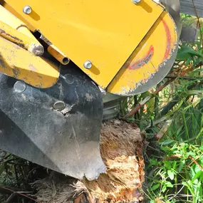 Tree Stump Removal St Anthony New Orleans | Call 504 495-1055