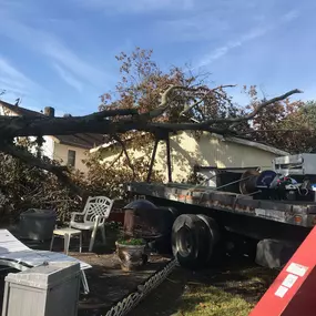 ER Tree Removal Metairie LA Call Now Free Estimate | 504 495-1055