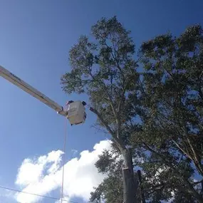 Big Tree Service New Orleans | Free Estimate (504) 495-1055