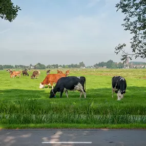 IJsboerderij de Jong