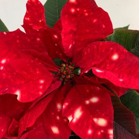 Poinsettia Sky Star