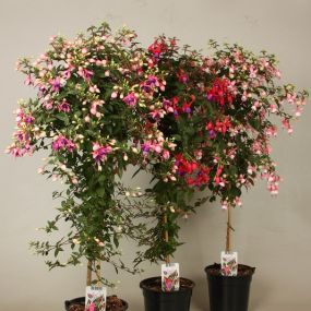 fuchsia op stam 90 cm pot 19 cm