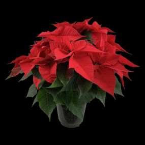 Poinsettia - Kerstster