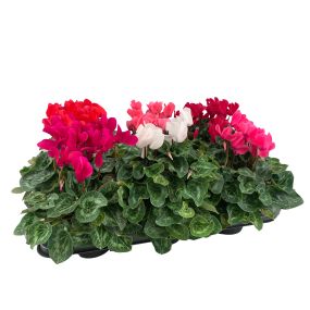 cyclamen mix super serie XL - pot 13