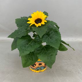 Helianthus - Potzonnebloem - pot 13cm