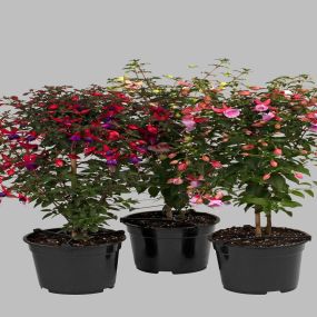 fuchsia op stam 70/75 cm pot 19 cm