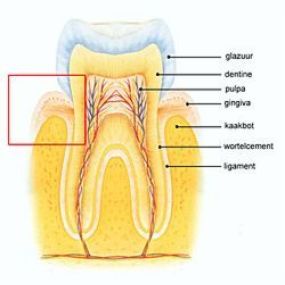 WestDent praktijk voor mondhygiëne