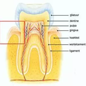 WestDent praktijk voor mondhygiëne