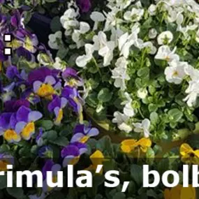 Jilderda's Bloemenboetiek