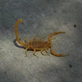 Scorpion control services from Pest Control Solutions, Gilbert AZ