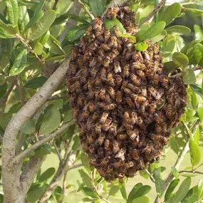 Bee control services from Pest Control Solutions, Gilbert AZ