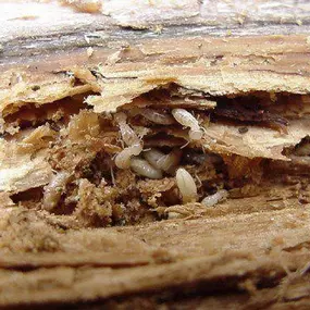 Termite control services from Pest Control Solutions, Gilbert AZ