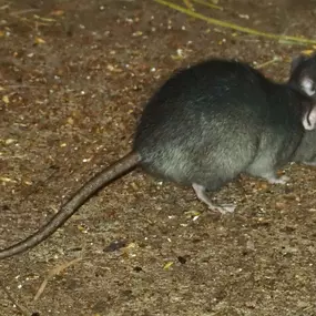 Roof rat control services from Pest Control Solutions, Gilbert AZ