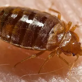 Bed Bug control services from Pest Control Solutions, Phoenix AZ