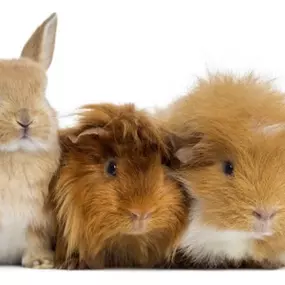 Akvaristika Uherské Hradiště - Pavel Mach