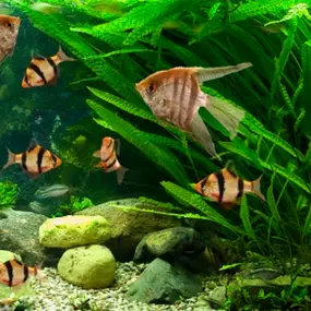 Akvaristika Uherské Hradiště - Pavel Mach