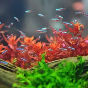 Akvaristika Uherské Hradiště - Pavel Mach