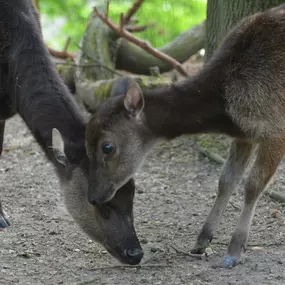 Bild von Zoo Děčín