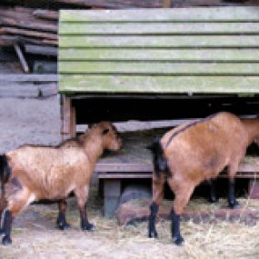 De Hakhorst Pannekoekboerderij