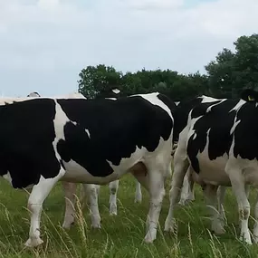 Melkveelocatie 56ha Groningen