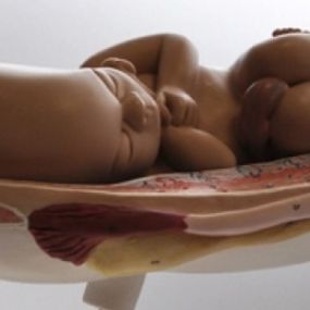 Model van kindje in baarmoeder