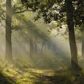 Bild von Eerste Lunterse Begrafenisonderneming Dekker