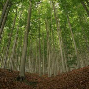Bild von IFER - Ústav pro výzkum lesních ekosystémů, s.r.o.