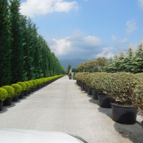 Tuincentrum Beuken A vd