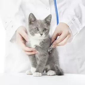 Bild von SÝKORA JOSEF MVDr. - veterinární lékař