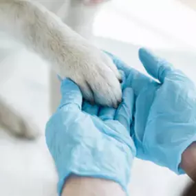 Bild von SÝKORA JOSEF MVDr. - veterinární lékař