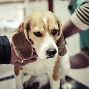 Bild von SÝKORA JOSEF MVDr. - veterinární lékař