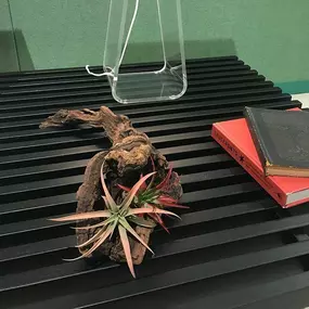 Air Plant Arrangement