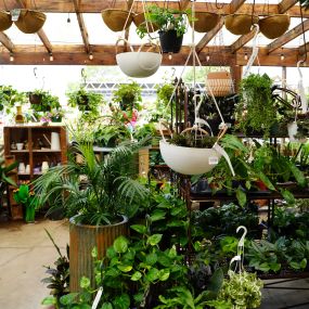 Bild von Green's Produce and Plants