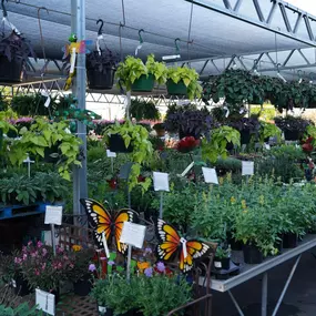 Bild von Green's Produce and Plants